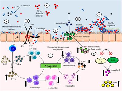 A cooperativity between virus and bacteria during respiratory infections